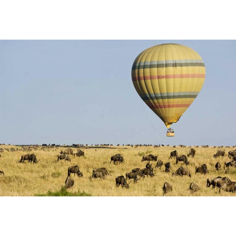 Kenya, Masai Mara Tourists ride hot air balloon Gold Ornate Wood Framed Art Print with Double Matting by Kirkland, Dennis