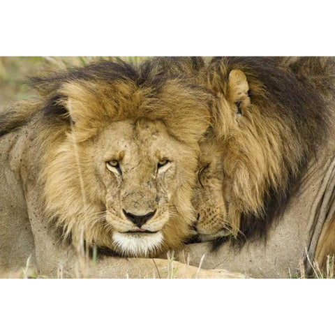 Kenya, Masai Mara Two lions resting face to face Black Modern Wood Framed Art Print by Kirkland, Dennis