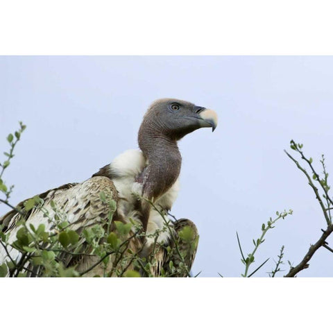 Kenya, Masai Mara White-back vulture in a tree Black Modern Wood Framed Art Print by Kirkland, Dennis