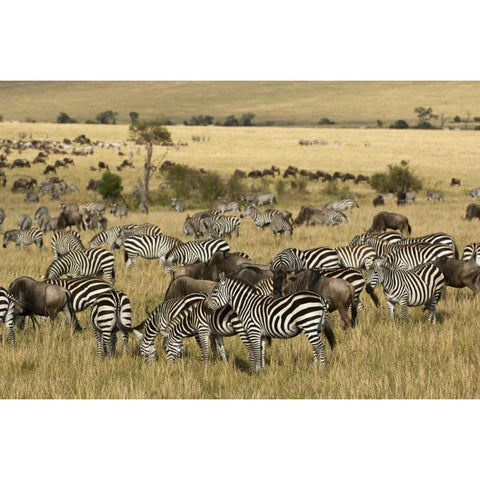 Kenya, Masai Mara Zebras and wildebeests grazing Black Modern Wood Framed Art Print by Kirkland, Dennis
