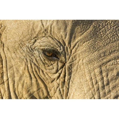 Kenya, Samburu Reserve Elephant face and eye Black Modern Wood Framed Art Print by Kirkland, Dennis