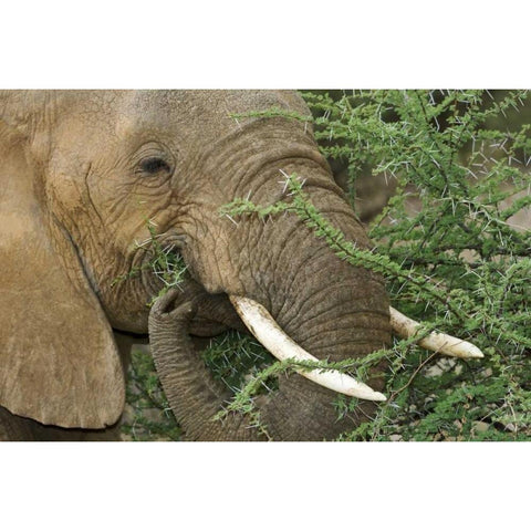 Kenya, Samburu Reserve Elephant eating Acacia White Modern Wood Framed Art Print by Kirkland, Dennis