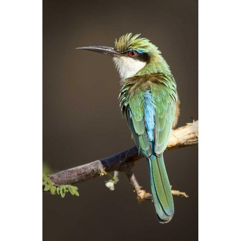 Kenya, Samburu National Reserve Somali bee-eater Gold Ornate Wood Framed Art Print with Double Matting by Williams, Joanne