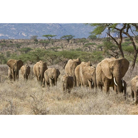 Kenya, Samburu Reserve Elephants walk in a line Black Modern Wood Framed Art Print with Double Matting by Kirkland, Dennis