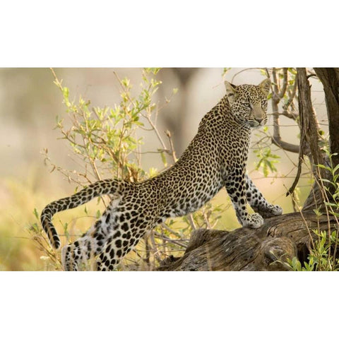Kenya, Samburu Reserve Leopard stretches in tree Black Modern Wood Framed Art Print by Williams, Joanne