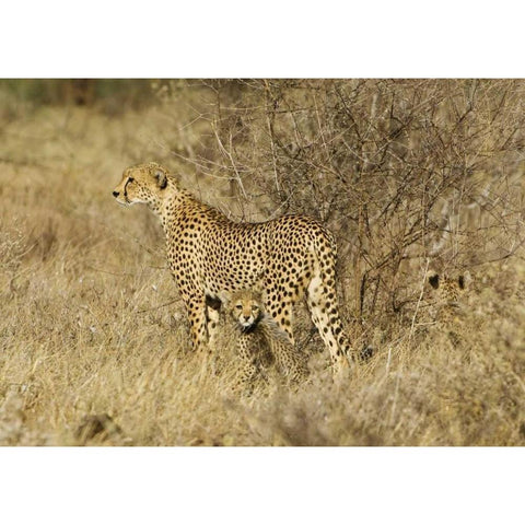 Kenya, Samburu Reserve Cheetah with two babies Black Modern Wood Framed Art Print by Kirkland, Dennis