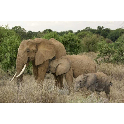 Kenya, Samburu Reserve Elephant with two babies White Modern Wood Framed Art Print by Kirkland, Dennis
