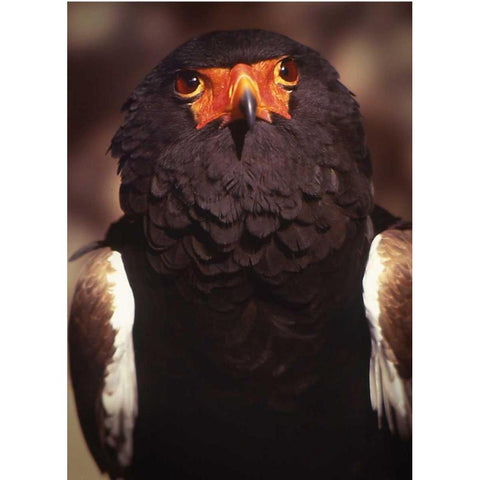 Kenya, Samburu National Reserve Bateleur bird White Modern Wood Framed Art Print by Williams, Joanne