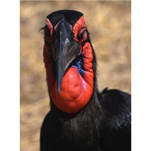 Kenya, Samburu National Reserve Ground hornbill Black Modern Wood Framed Art Print by Williams, Joanne