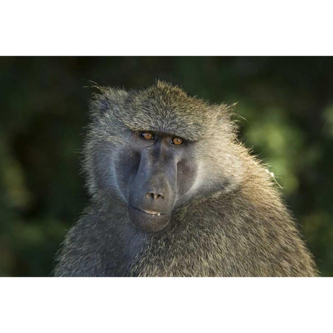 Kenya, Samburu National ReserveOlive baboon White Modern Wood Framed Art Print by Kirkland, Dennis