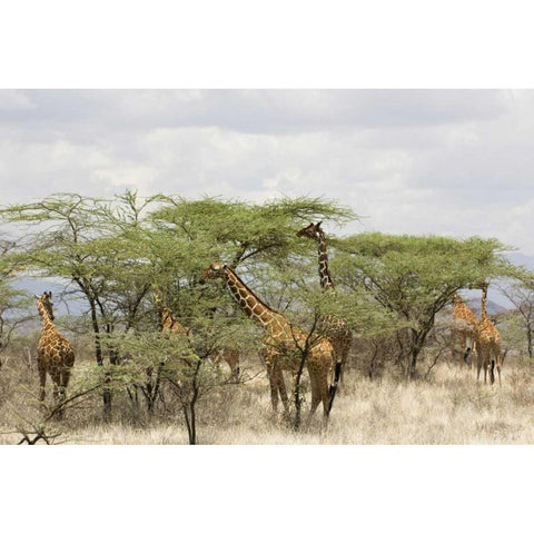 Kenya, Samburu Reserve Rothschild giraffes Black Modern Wood Framed Art Print by Kirkland, Dennis