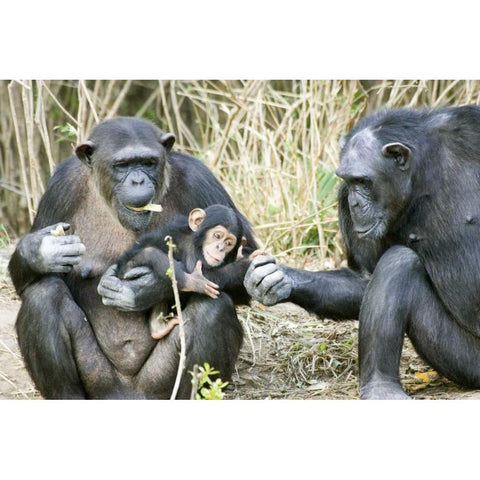 Kenya Chimpanzee family on an island Gold Ornate Wood Framed Art Print with Double Matting by Williams, Joanne