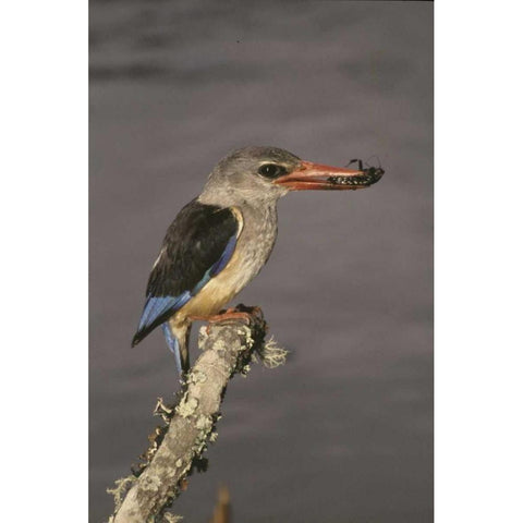 Kenya Grey-hooded kingfisher on limb Black Modern Wood Framed Art Print with Double Matting by Williams, Joanne