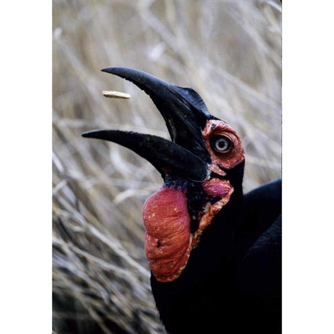 Kenya Ground hornbill eats a morsel White Modern Wood Framed Art Print by Williams, Joanne