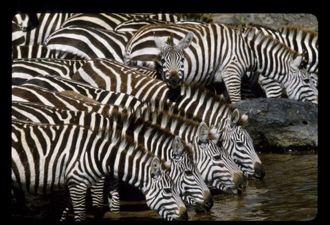 Kenya Herd of zebras drinking Black Ornate Wood Framed Art Print with Double Matting by Williams, Joanne