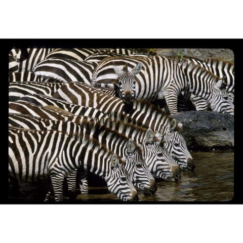 Kenya Herd of zebras drinking Black Modern Wood Framed Art Print by Williams, Joanne