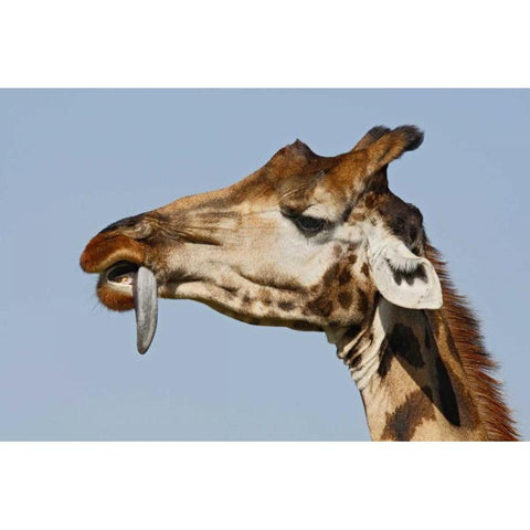 Kenya, Nakuru NP Rothschilds giraffe White Modern Wood Framed Art Print by Morris, Arthur