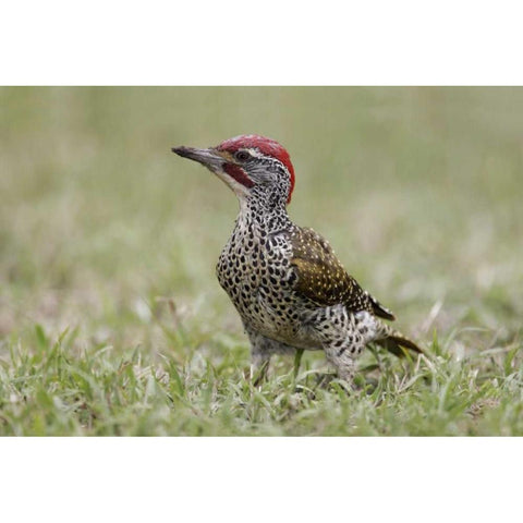 Kenya, Masai Mara, Nubian woodpecker in grass Black Modern Wood Framed Art Print by Morris, Arthur