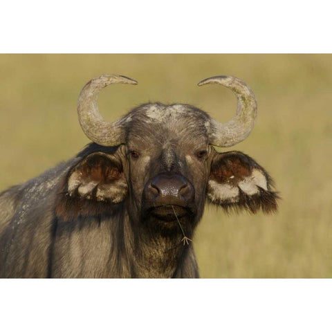 Kenya, Nakuru NP Cape buffalo grazing White Modern Wood Framed Art Print by Morris, Arthur