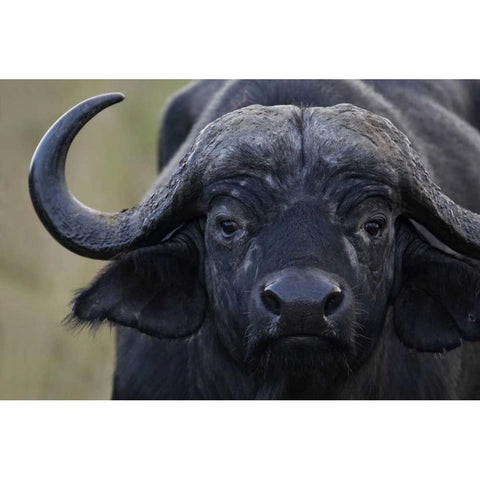 Kenya, Masai Mara, Keekorok Lodge Cape buffalo Black Modern Wood Framed Art Print with Double Matting by Morris, Arthur