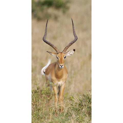 Kenya, Masai Mara Impala wagging tail Black Modern Wood Framed Art Print by Morris, Arthur