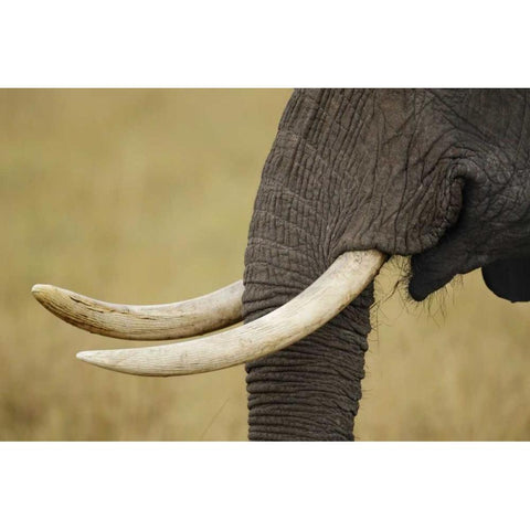 Kenya, Masai Mara, African elephant tusks Black Modern Wood Framed Art Print by Morris, Arthur