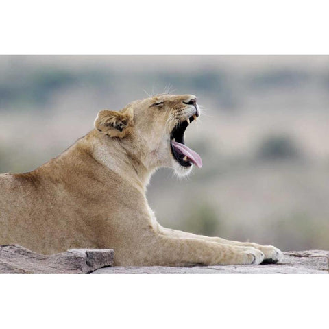 Kenya, Masai Mara African lioness yawns on rock Black Modern Wood Framed Art Print by Morris, Arthur