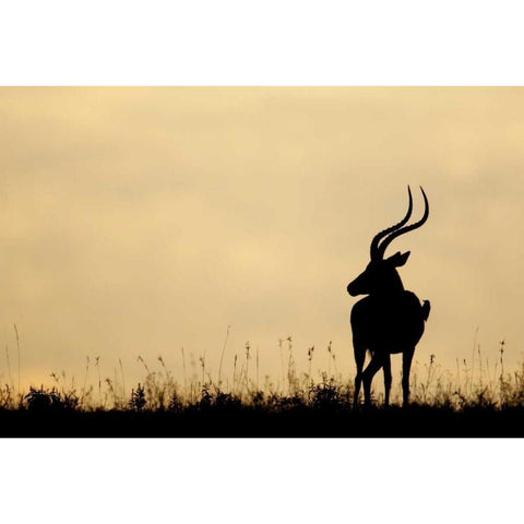 Kenya, Nakuru NP Male impala with oxpecker Black Modern Wood Framed Art Print by Morris, Arthur