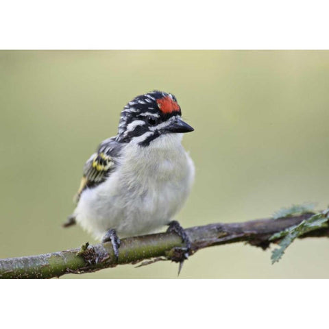 Kenya, Masai Mara Red-fronted tinkerbird on limb Black Modern Wood Framed Art Print by Morris, Arthur