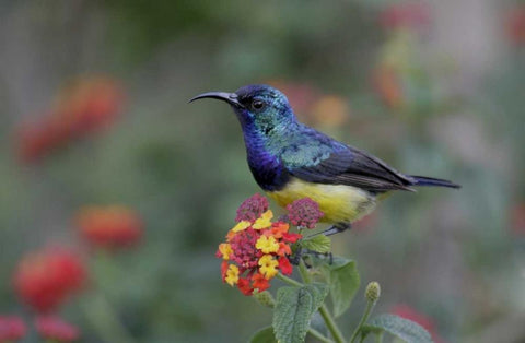 Kenya, Lake Naivasha Variable sunbird on flowers White Modern Wood Framed Art Print with Double Matting by Morris, Arthur