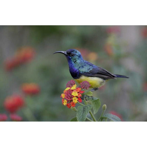 Kenya, Lake Naivasha Variable sunbird on flowers Black Modern Wood Framed Art Print by Morris, Arthur