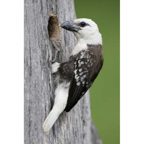 Kenya, Lake Naivasha White-headed barbet at nest Black Modern Wood Framed Art Print by Morris, Arthur