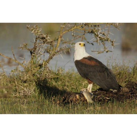 Kenya, Lake Naivasha African fish eagle eating White Modern Wood Framed Art Print by Morris, Arthur