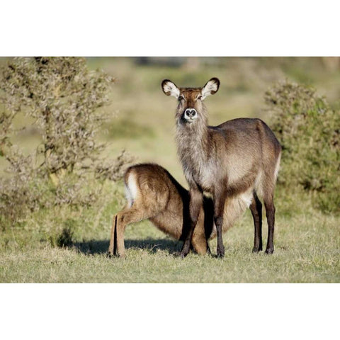Kenya, Lake Naivasha Defassa waterbuck and young Black Modern Wood Framed Art Print by Morris, Arthur