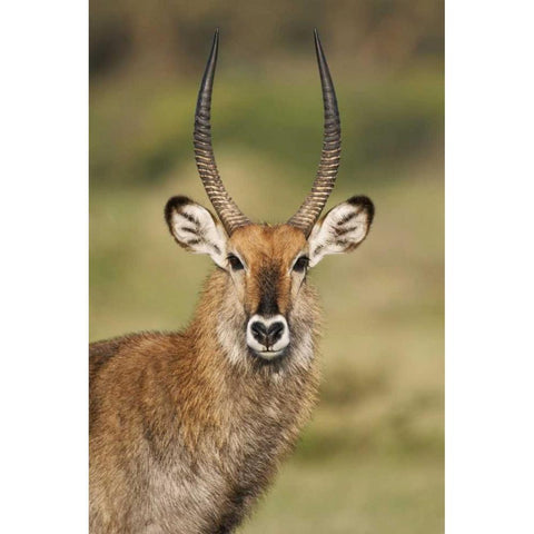 Kenya, Lake Naivasha Male Defassa waterbuck Black Modern Wood Framed Art Print with Double Matting by Morris, Arthur