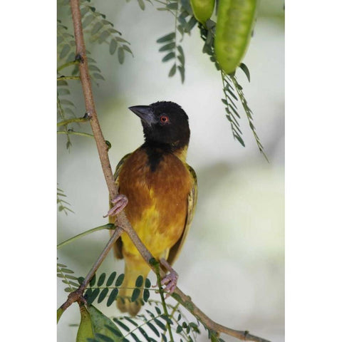 Kenya Jacksons golden-backed weaver perched Gold Ornate Wood Framed Art Print with Double Matting by Morris, Arthur