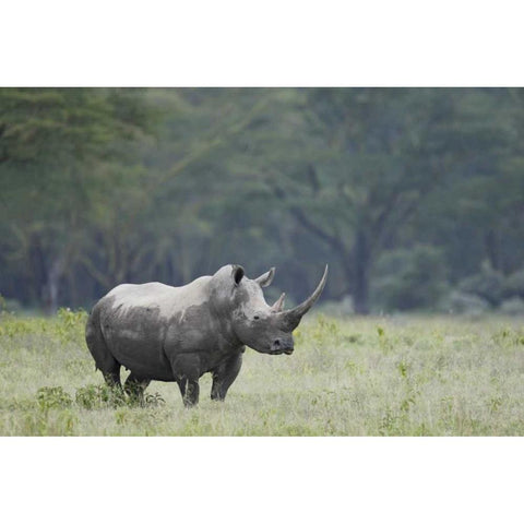 Kenya, Nakuru NP White rhinoceros grazing Black Modern Wood Framed Art Print by Morris, Arthur