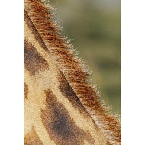 Kenya, Nakuru NP Detail of Rothschilds giraffe Black Modern Wood Framed Art Print with Double Matting by Morris, Arthur