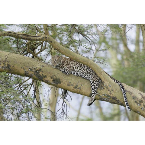 Kenya, Nakuru NP Leopard relaxing in tree Black Modern Wood Framed Art Print with Double Matting by Morris, Arthur