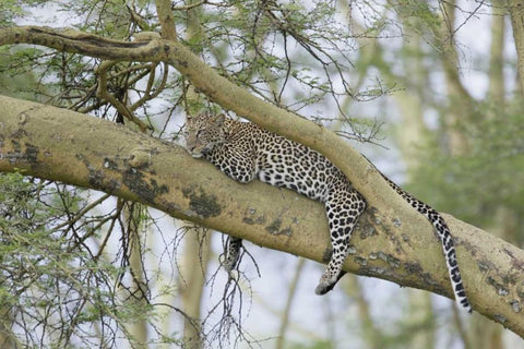 Kenya, Nakuru NP Leopard relaxing in tree White Modern Wood Framed Art Print with Double Matting by Morris, Arthur