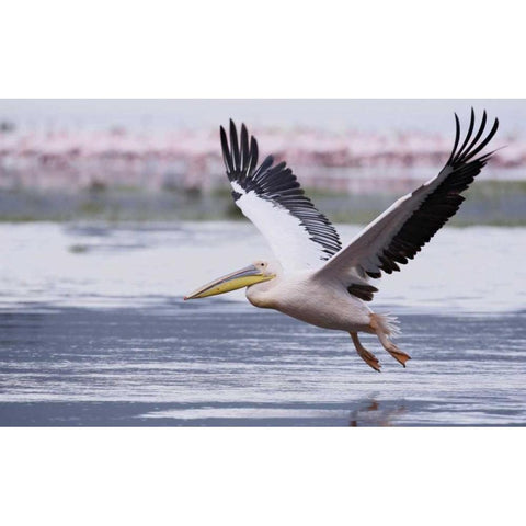 Kenya, Nakuru NP Great white pelican takes off Black Modern Wood Framed Art Print by Morris, Arthur