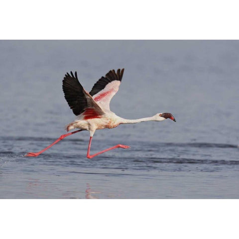 Kenya, Nakuru NP Lesser flamingo running White Modern Wood Framed Art Print by Morris, Arthur