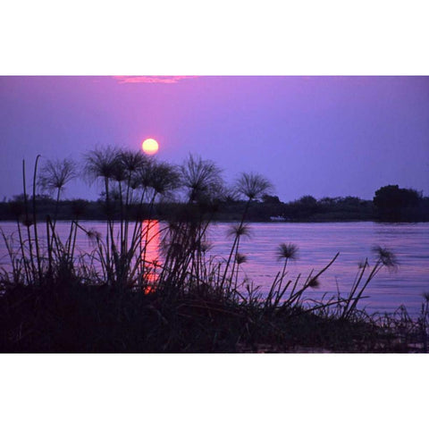 Kenya Sunset reflects on water through reeds Black Modern Wood Framed Art Print by Williams, Joanne