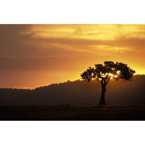 Kenya, Masai Mara Acacia silhouetted at sunset Black Modern Wood Framed Art Print with Double Matting by Grall, Don