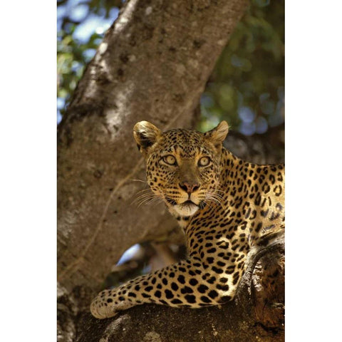 Kenya, Masai Mara Leopard lounges in a fig tree Black Modern Wood Framed Art Print by Grall, Don