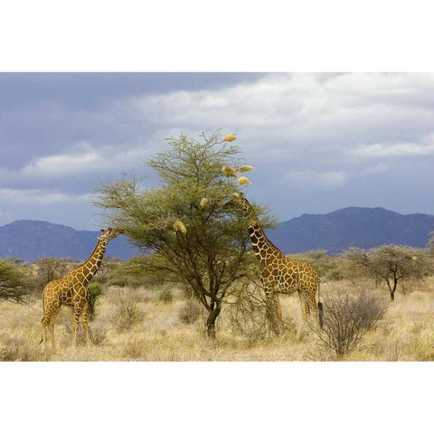 Kenya Two giraffes munch on tree leaves White Modern Wood Framed Art Print by Williams, Joanne