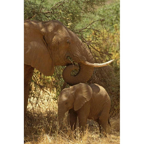 Kenya, Samburu NP African Elephant with her baby White Modern Wood Framed Art Print by Grall, Don