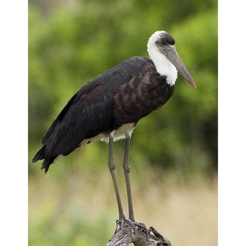 Kenya Abdims stork perched on branch White Modern Wood Framed Art Print by Williams, Joanne