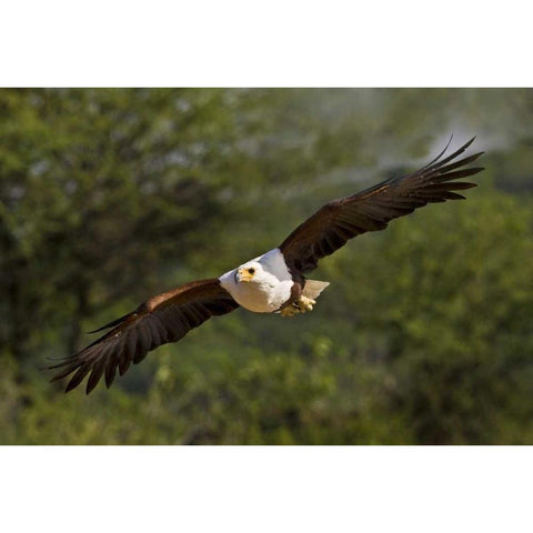 Kenya Fish eagle in flight Black Modern Wood Framed Art Print with Double Matting by Williams, Joanne