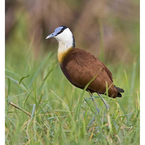 Kenya Close-up of jacana bird in grass Black Modern Wood Framed Art Print by Williams, Joanne